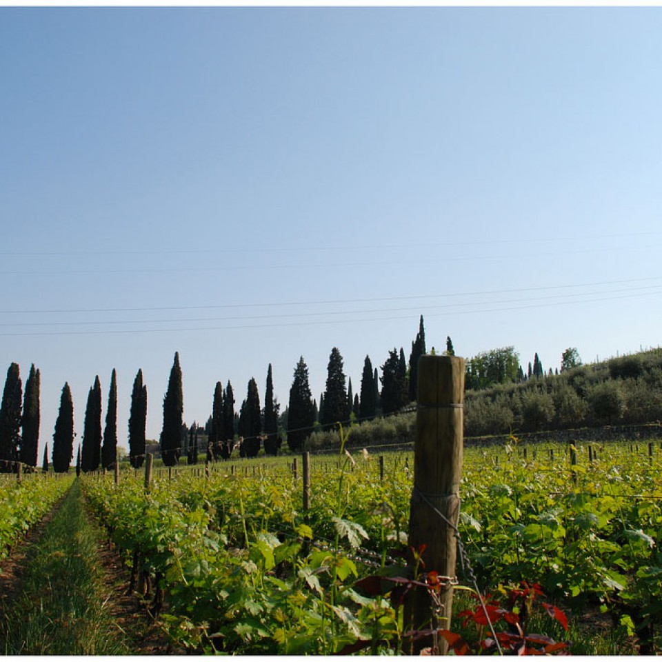 In Valpolicella tra ville antiche e profumo di Amarone 